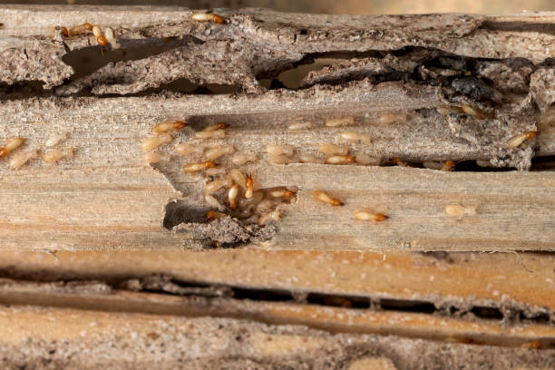 Best Pest Control Near Me  in La Joya, TX