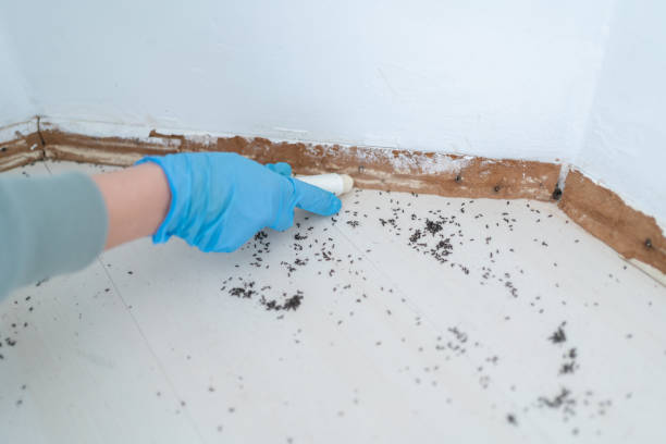 Best Best Pest Control Companies  in La Joya, TX