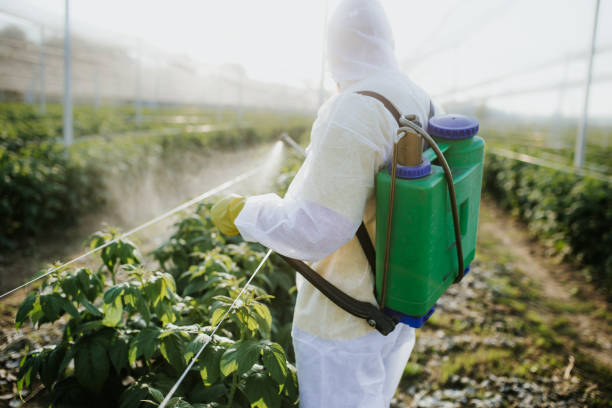 Best Affordable Pest Control Services  in La Joya, TX